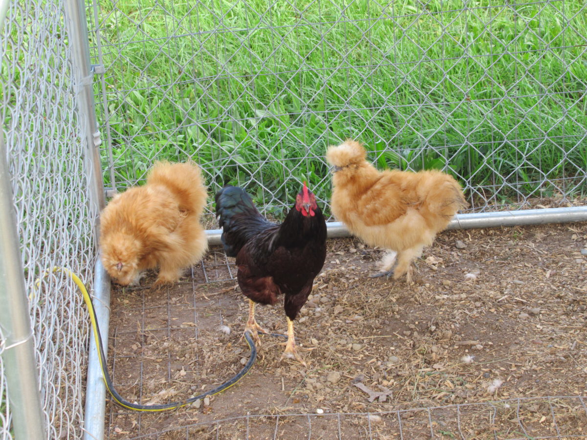 Red Silkie Chicken Project – Five-Points Farm